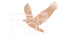 littleeaglephoto logo