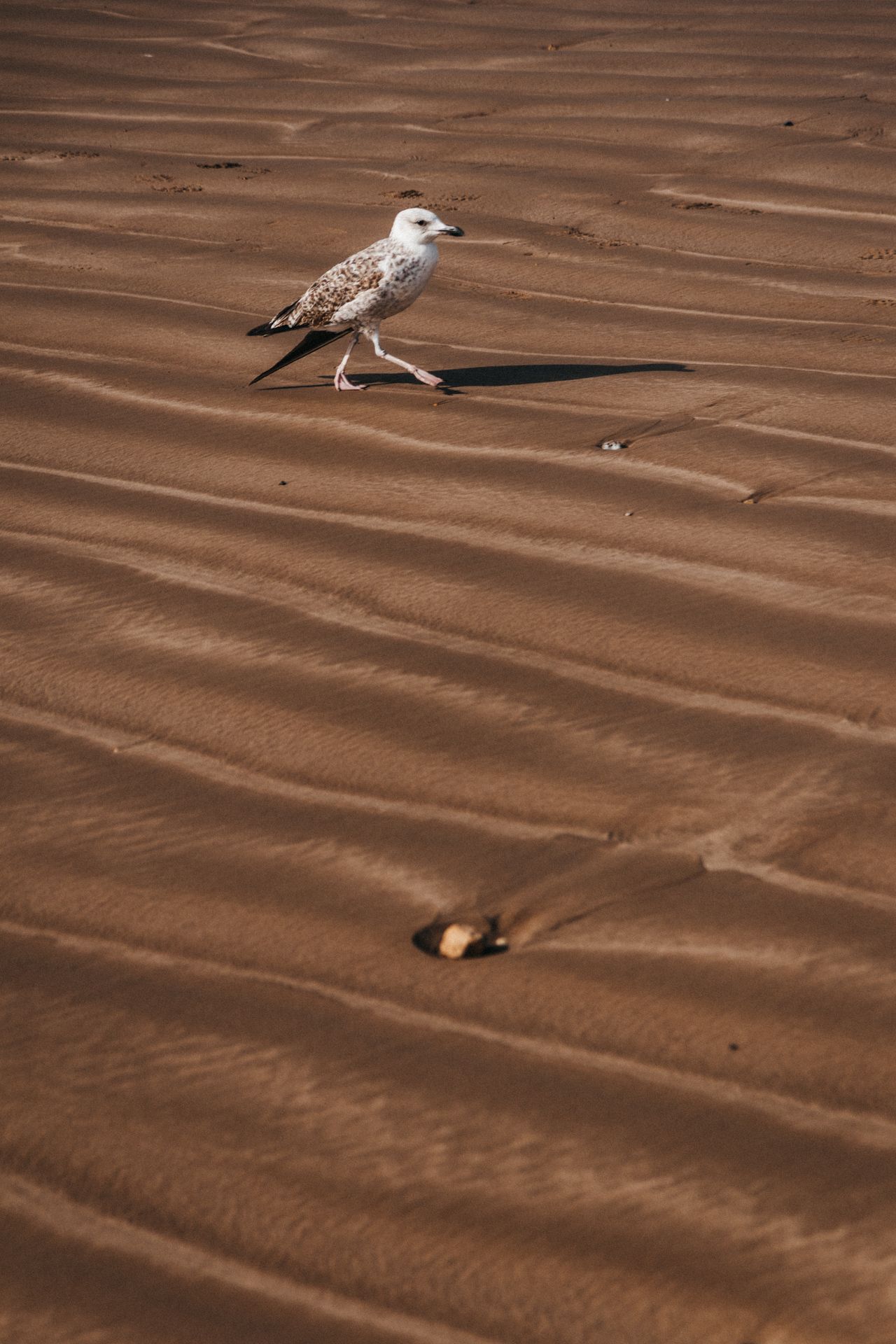 https://d25zju352ltlfe.cloudfront.net/gallery/morocco-c95fd7cb-ab4f-4e84-b30a-902c74fb59f5.jpg