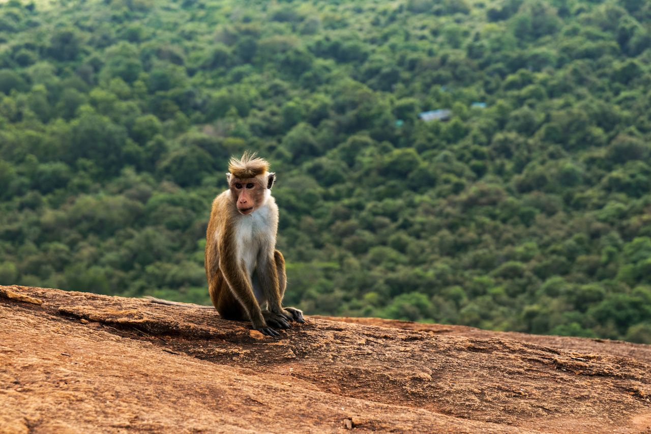 https://d25zju352ltlfe.cloudfront.net/gallery/srilanka-a76ef50e-d991-4a37-8d88-ee1835c49f9a.jpg